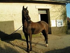 First photos- chevaux etrier 087